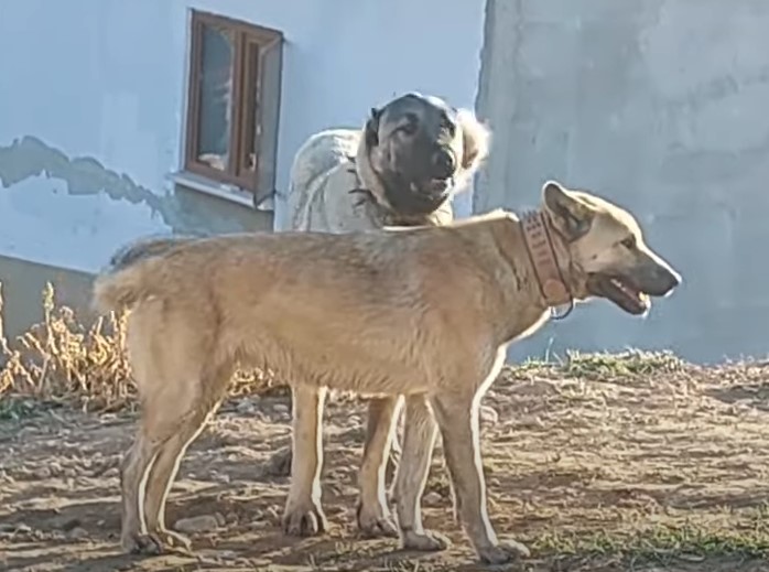 YAVUZ BABA HAREMINI KORUYOR (BARIŞ ÇİÇEK)